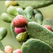 Load image into Gallery viewer, Prickly Pear Seed Oil
